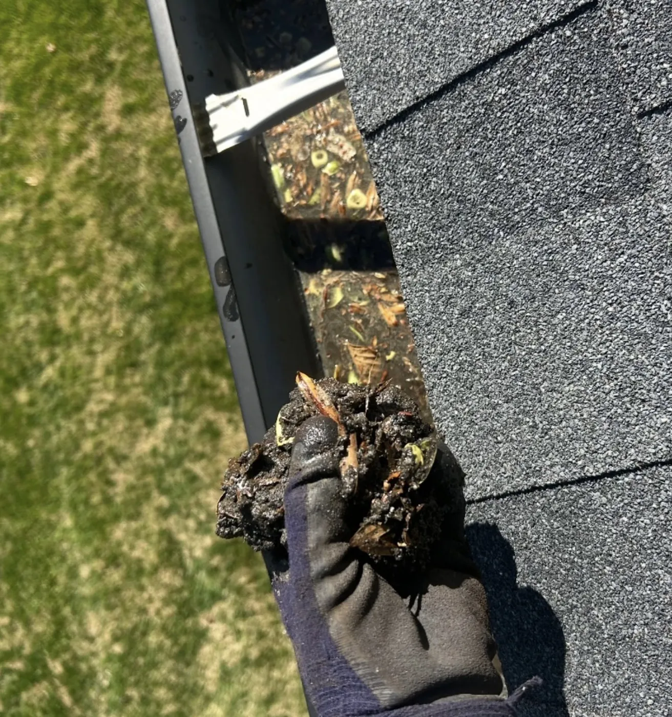 A gloved hand lifting packed leaves and grit out of a gutter beside asphalt roof shingles.